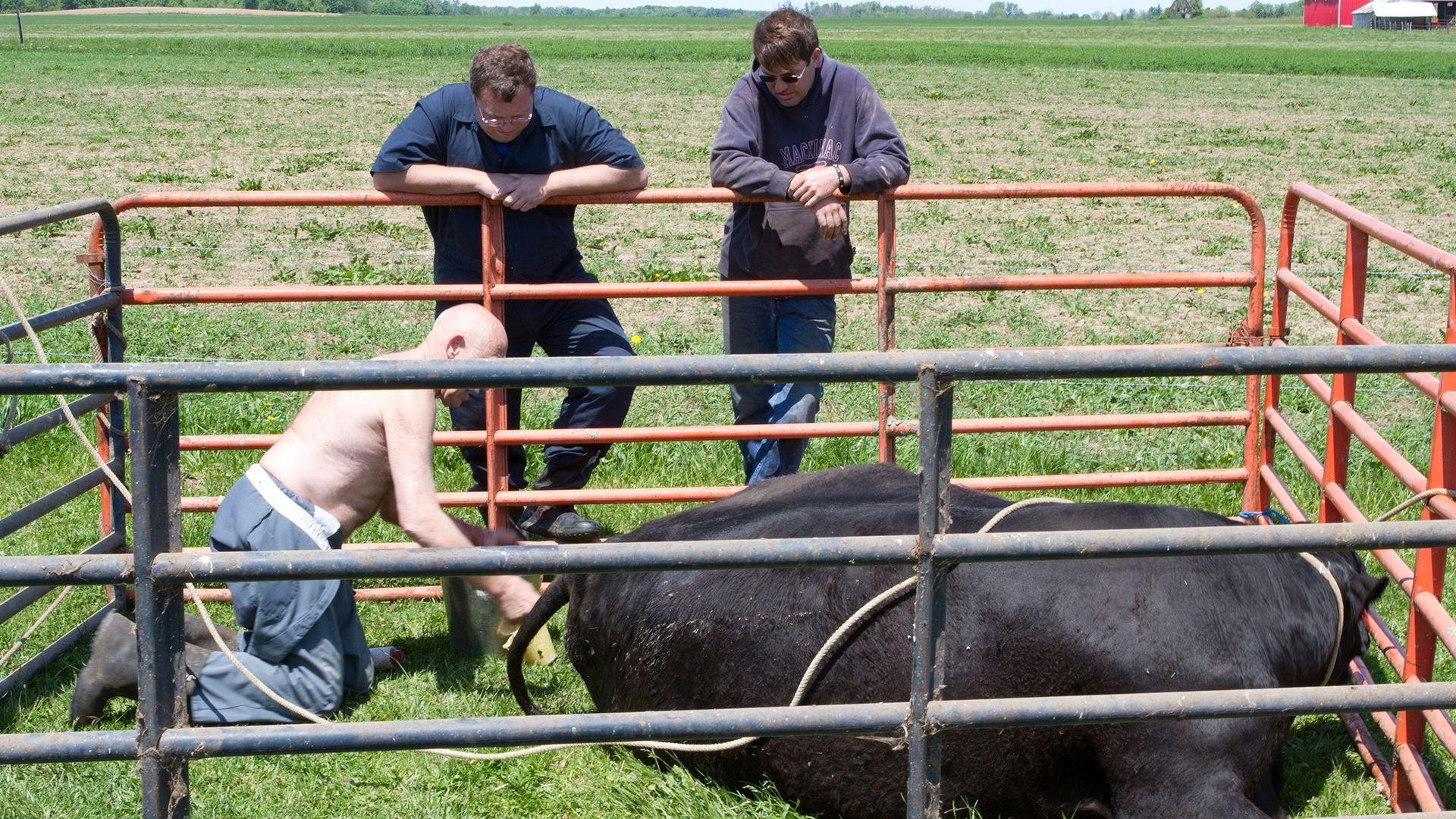Still from The Cow Jumped Over The Moon