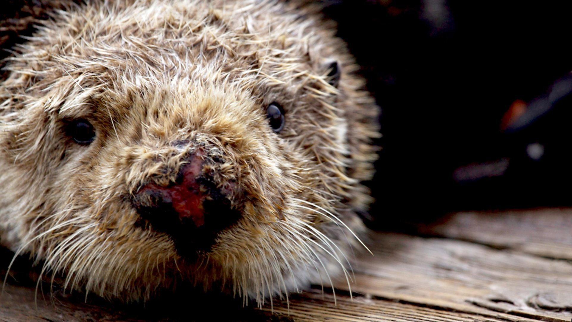 Still from Sea Otters - A Million Dollar Baby