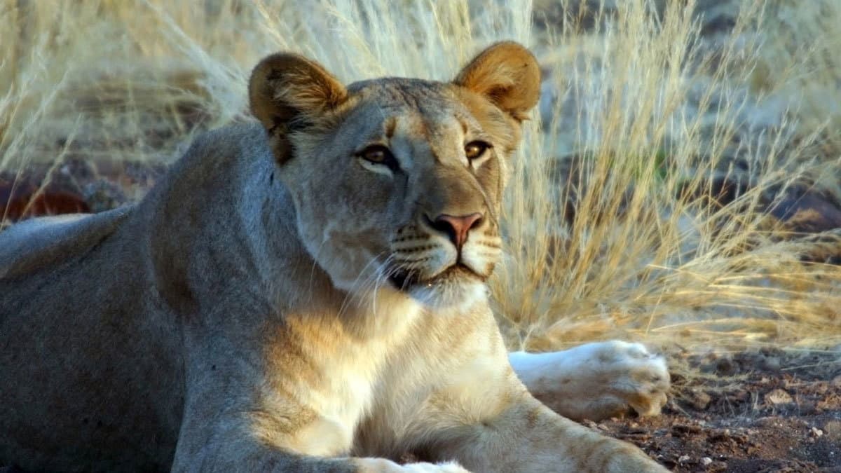 Still from The Desert Lions