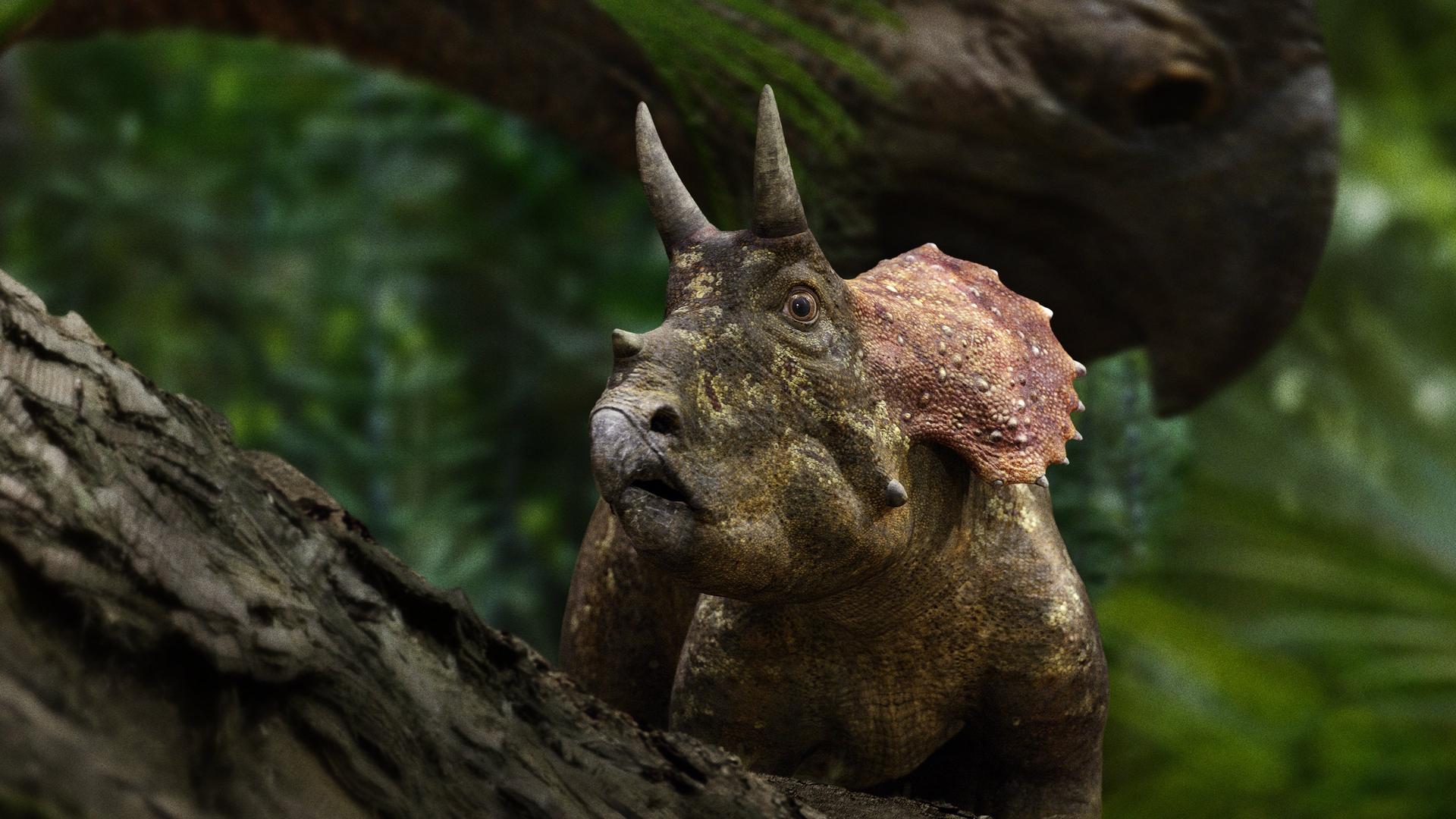 Still from Forests