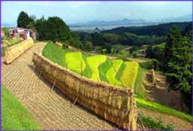 Still from Japan's Secret Garden
