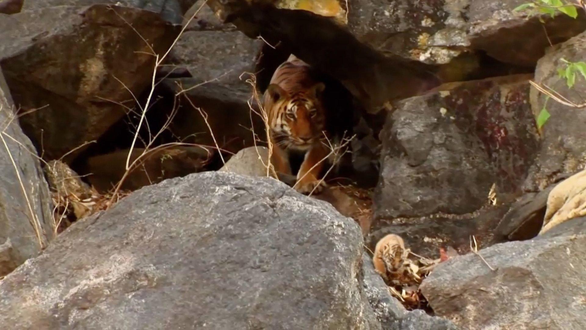 Still from Growing Up Wild