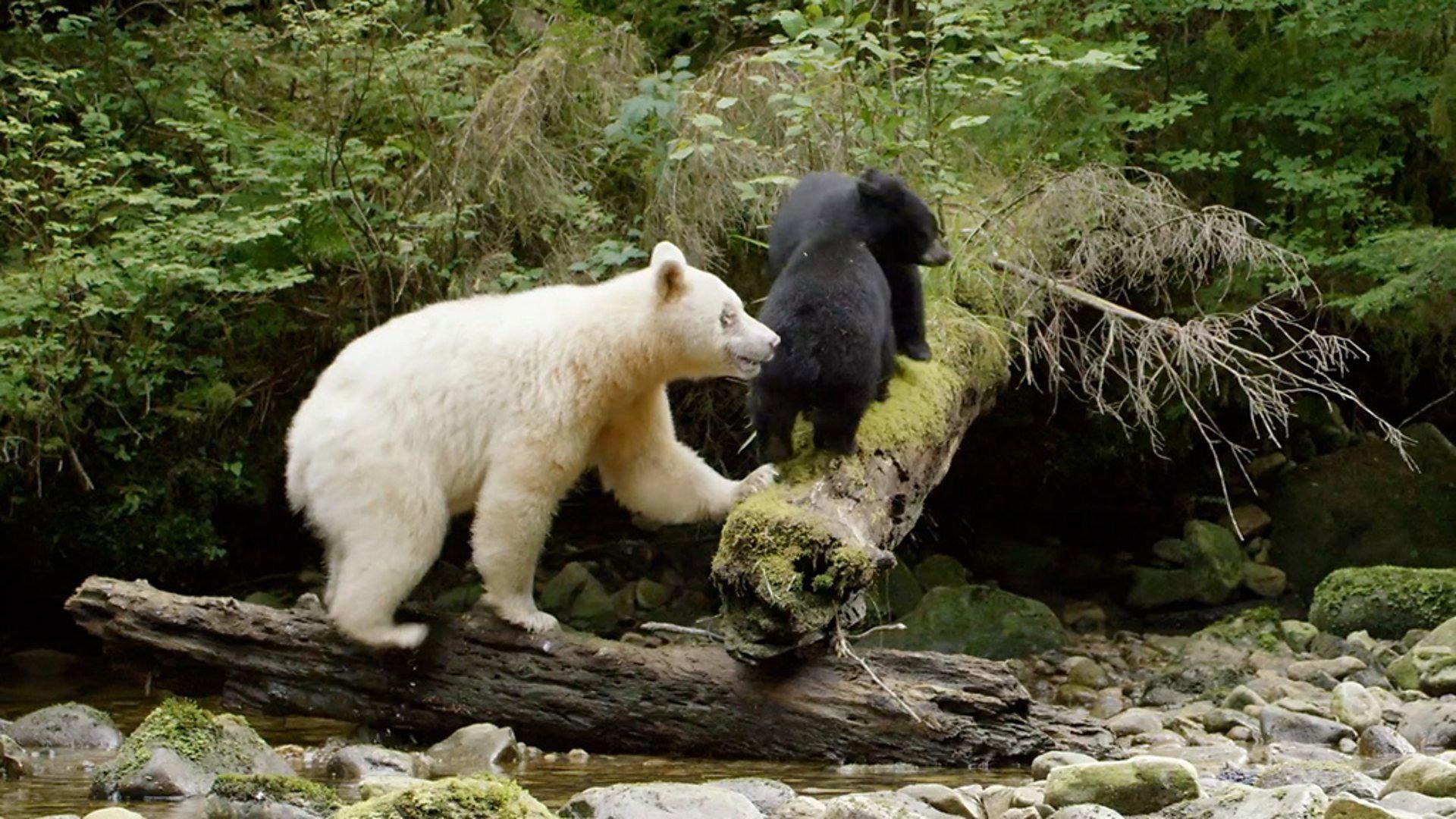 Still from Ghost Bear Family