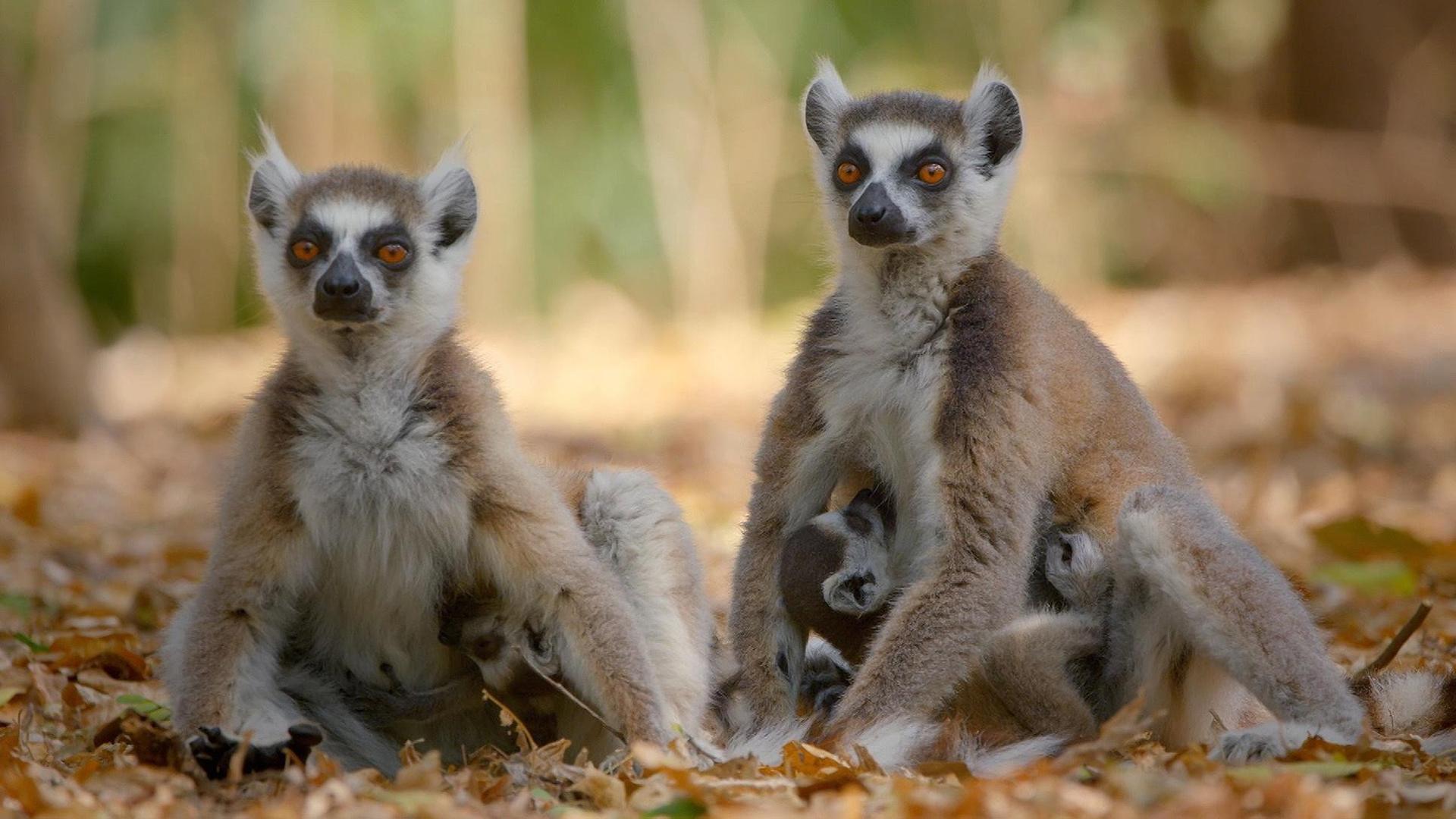 Still from Primates 02: Family Matters