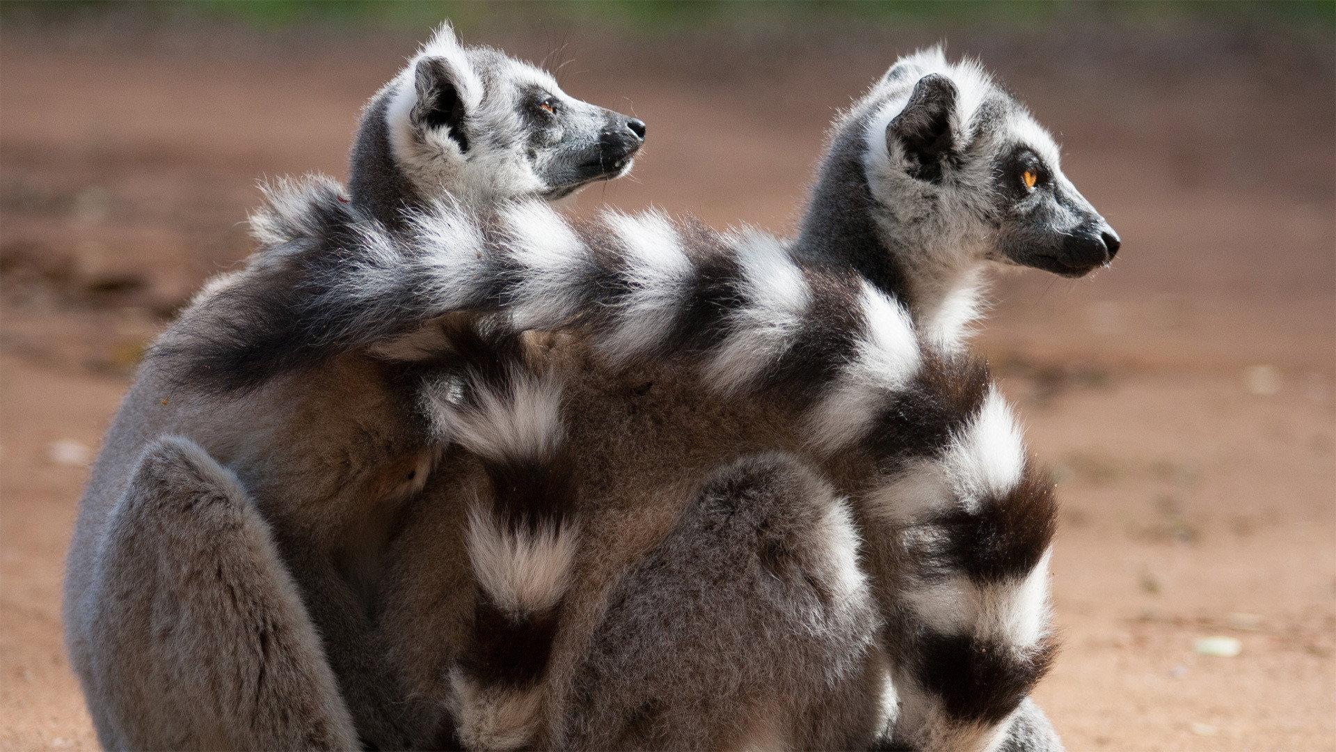 Still from Love in the Animal Kingdom