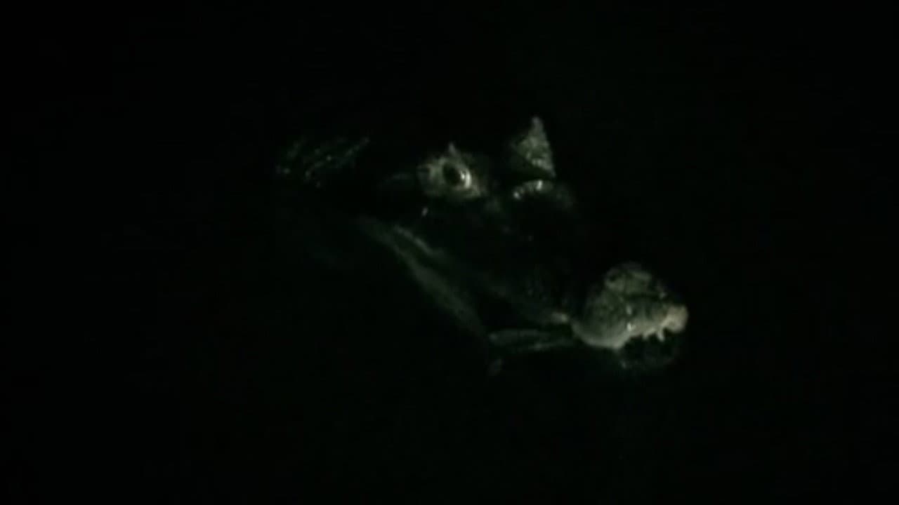 Still from The Deadliest Encounters