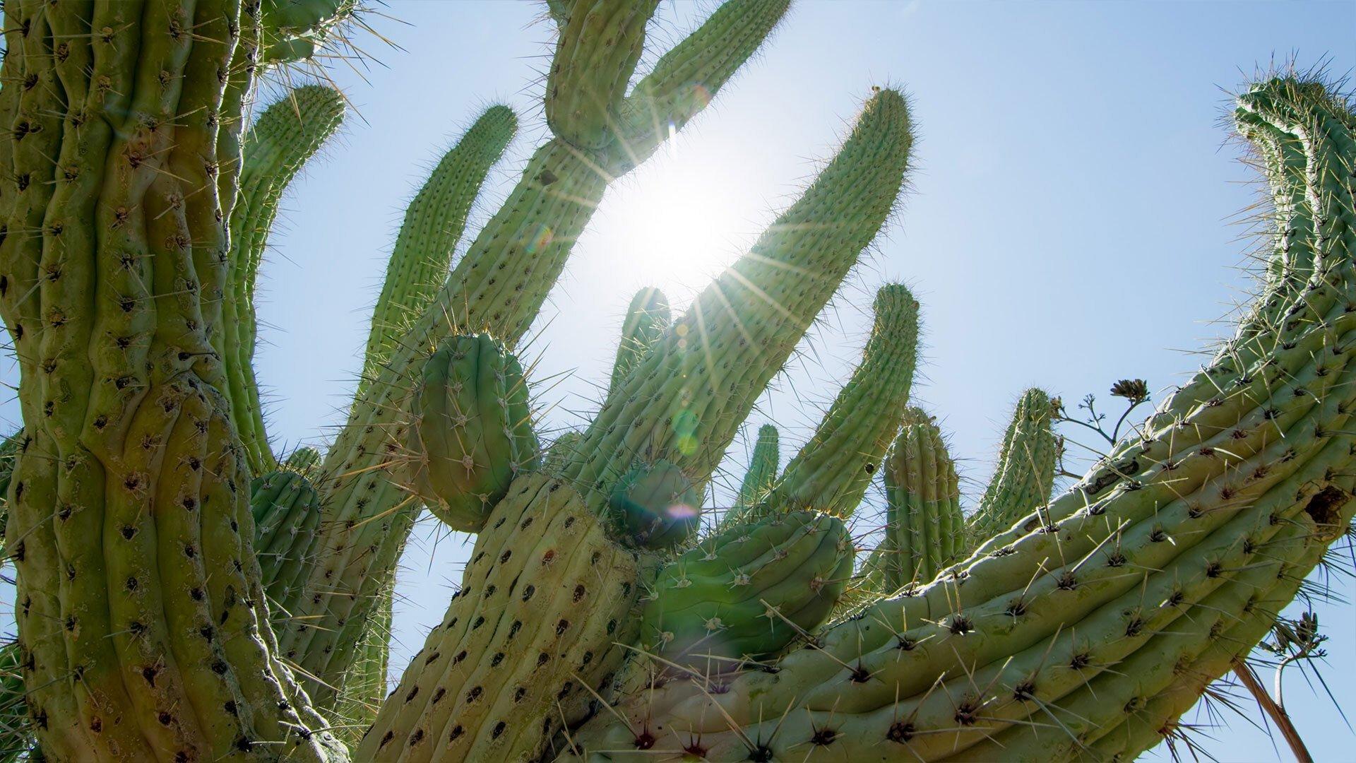Still from Desert Worlds