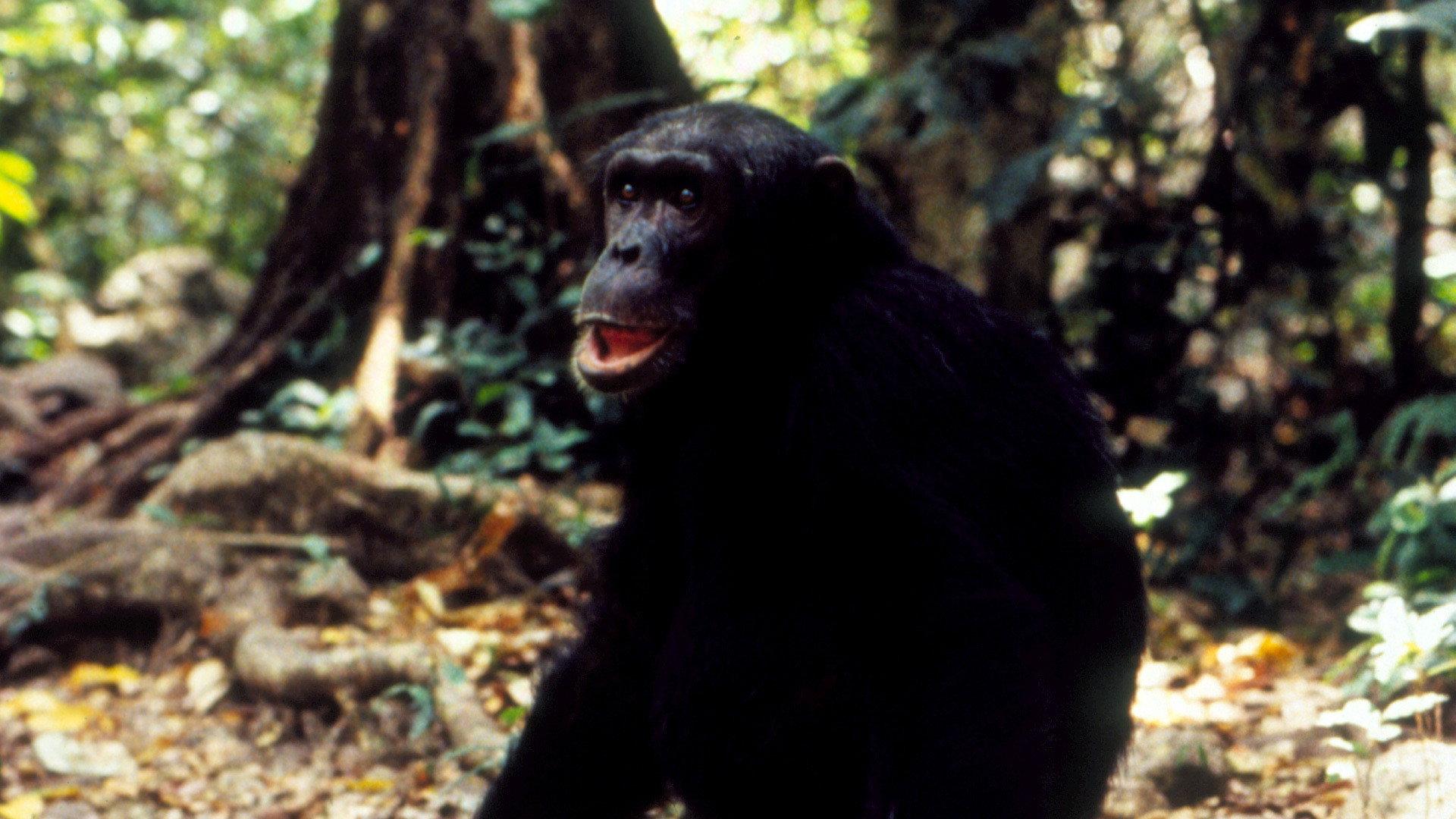 Still from Jane Goodall's Wild Chimpanzees