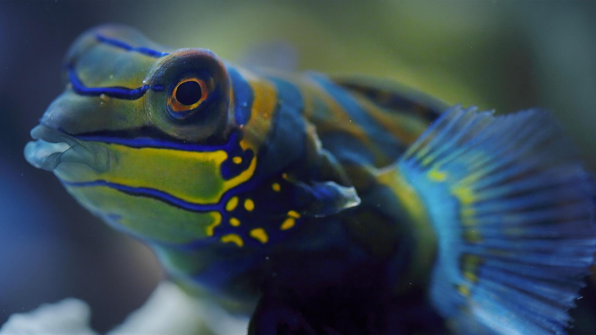 Still from Coral Reef