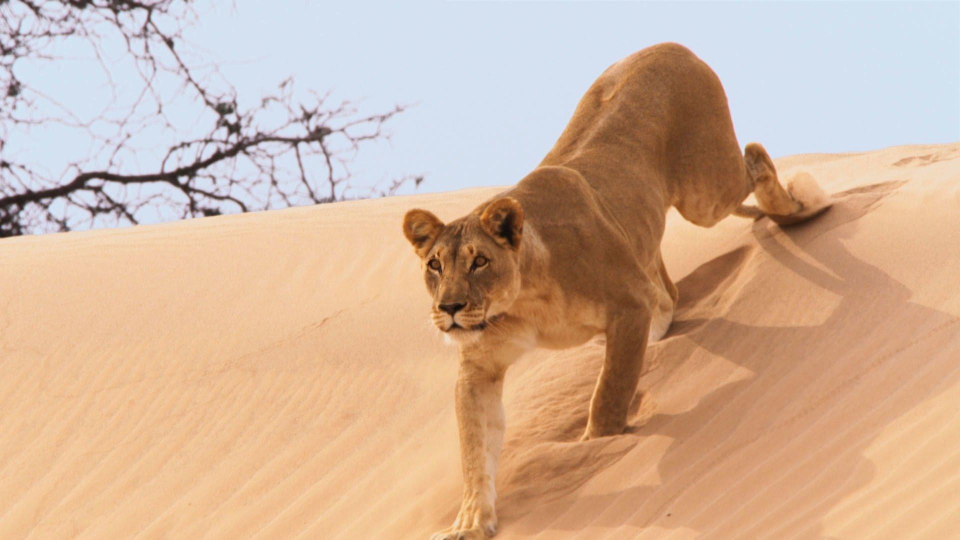Still from Deserts