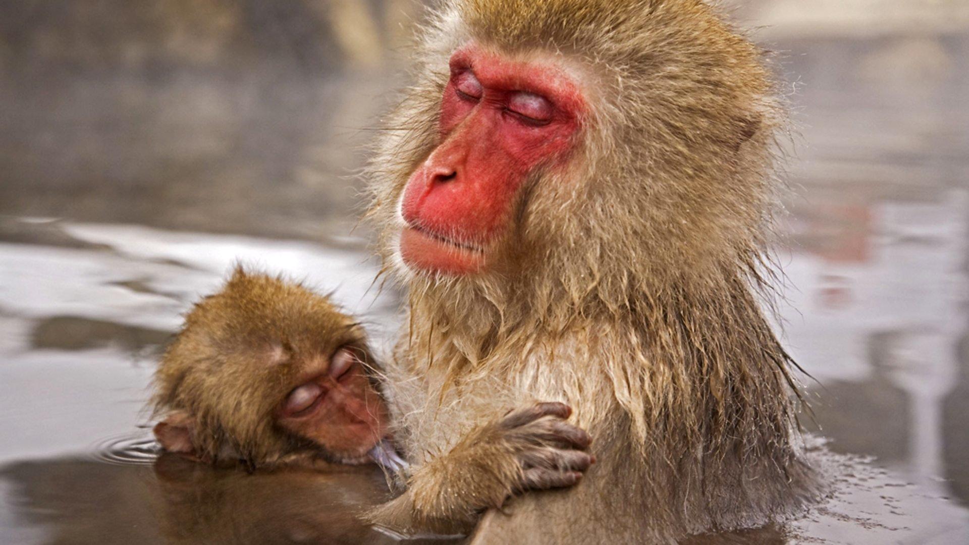 Still from Primates