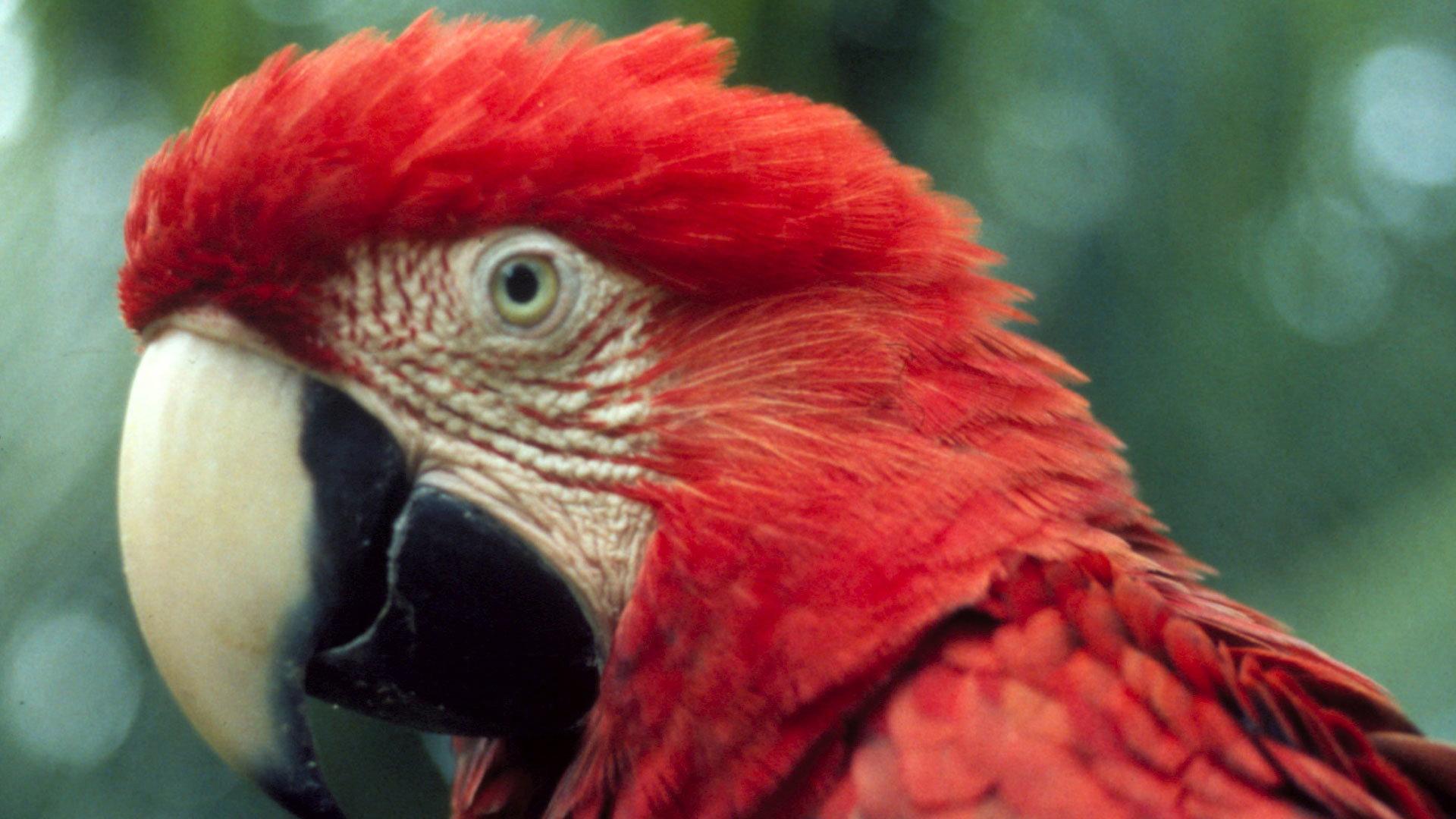 Still from The Real Macaw