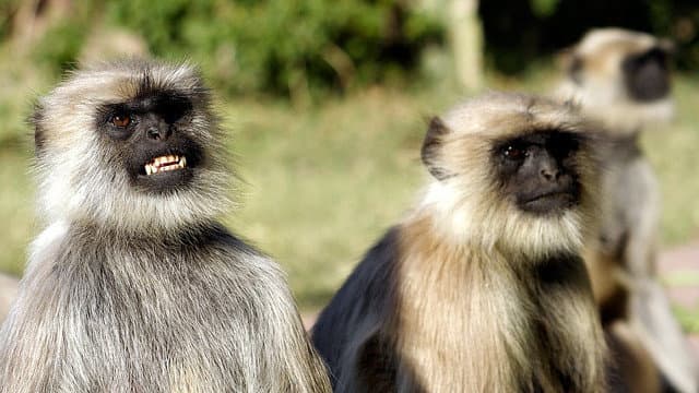 Still from Monkey Warriors