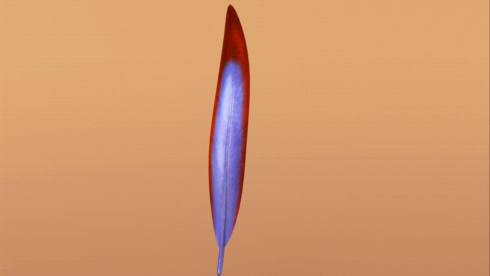 Still from Now with Feathers!