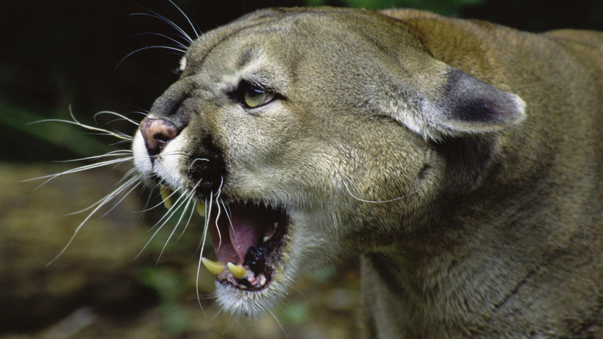 Still from Wild Predator Invasion