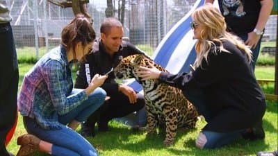 Still from Lions, Tigers and Texts