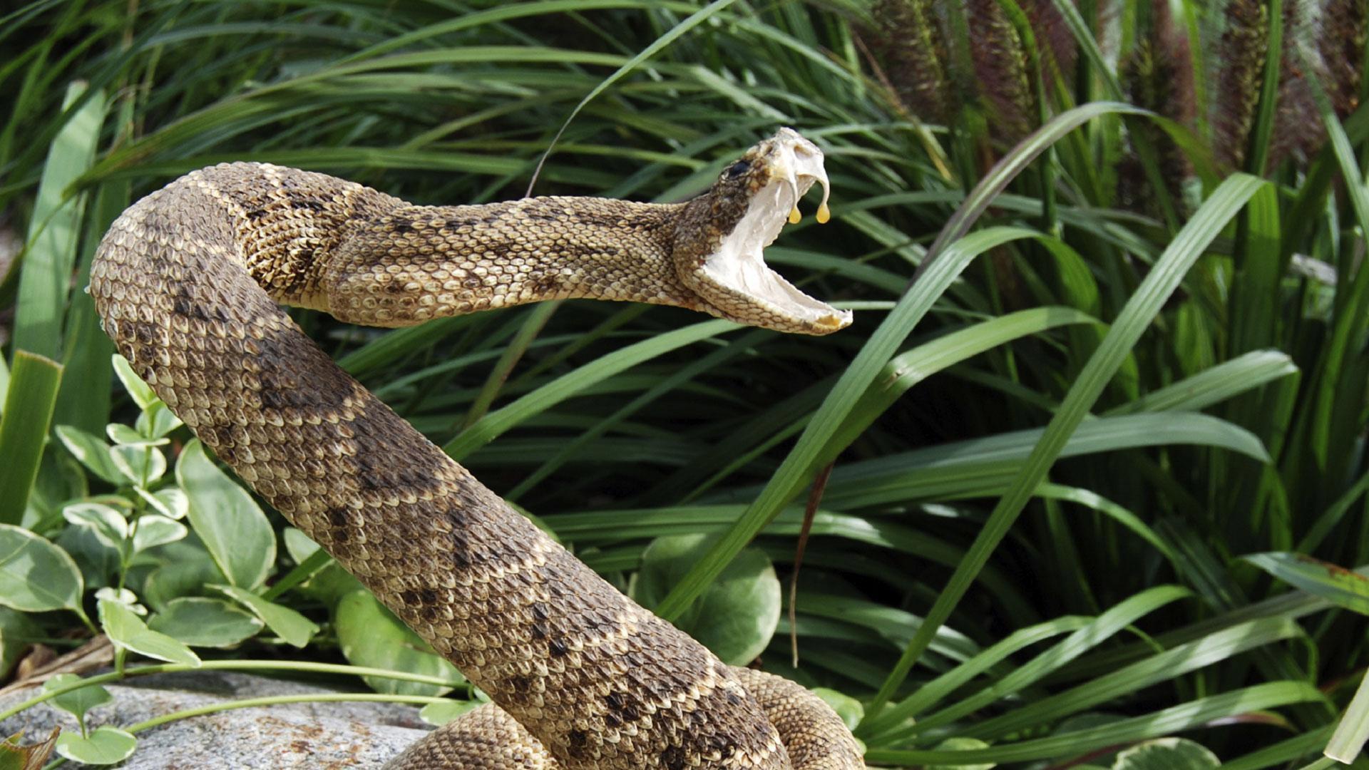 Still from Venom: Nature's Killer