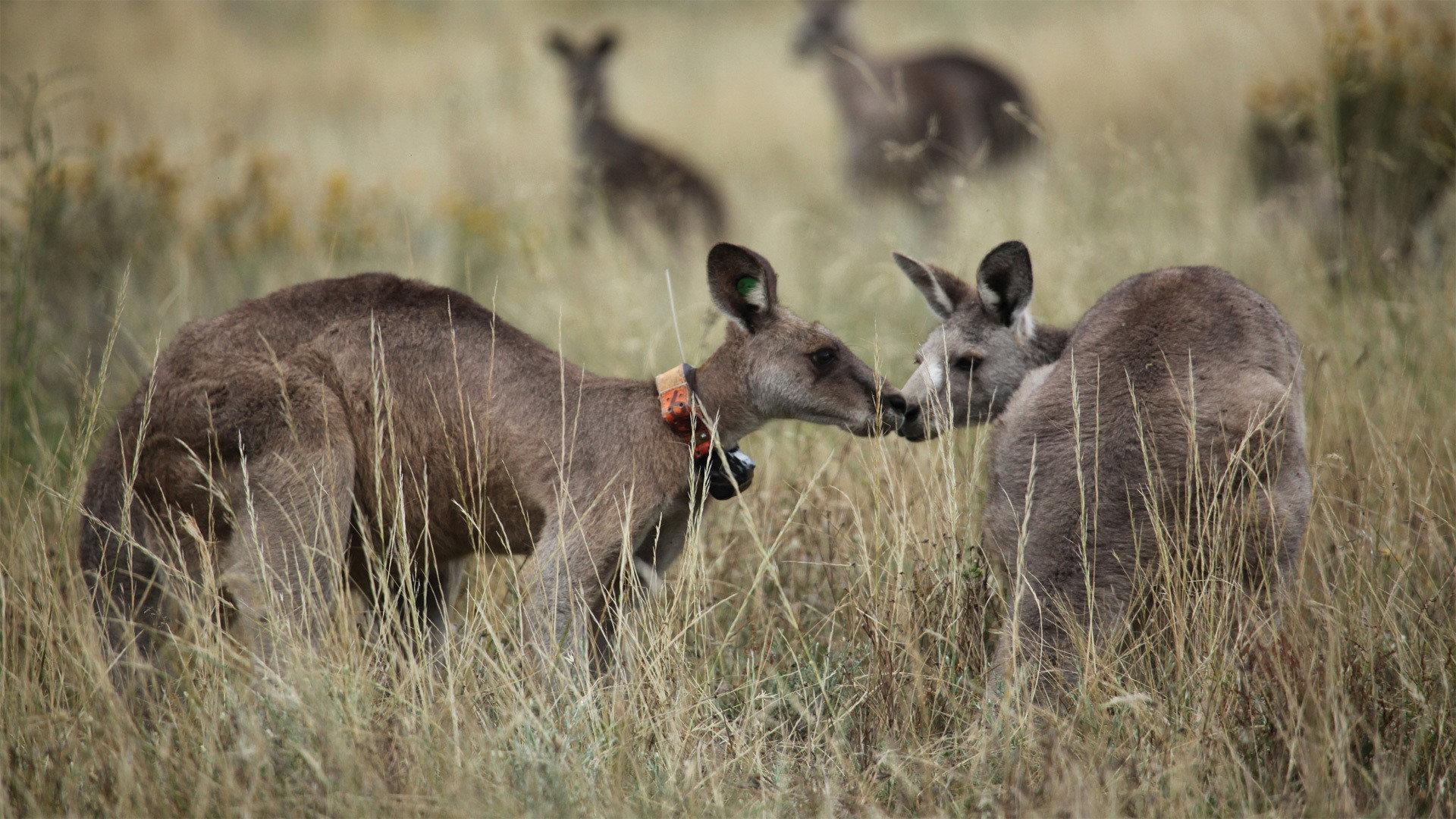 Still from Kangaroo Mob