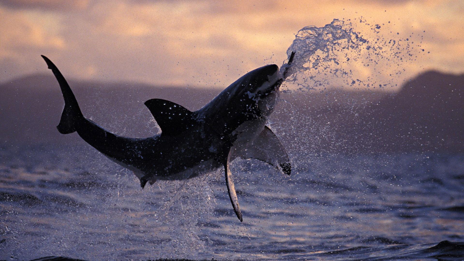 Still from Sharkland