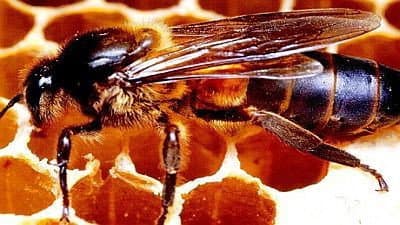 Still from Killer Bees and Magic Trees