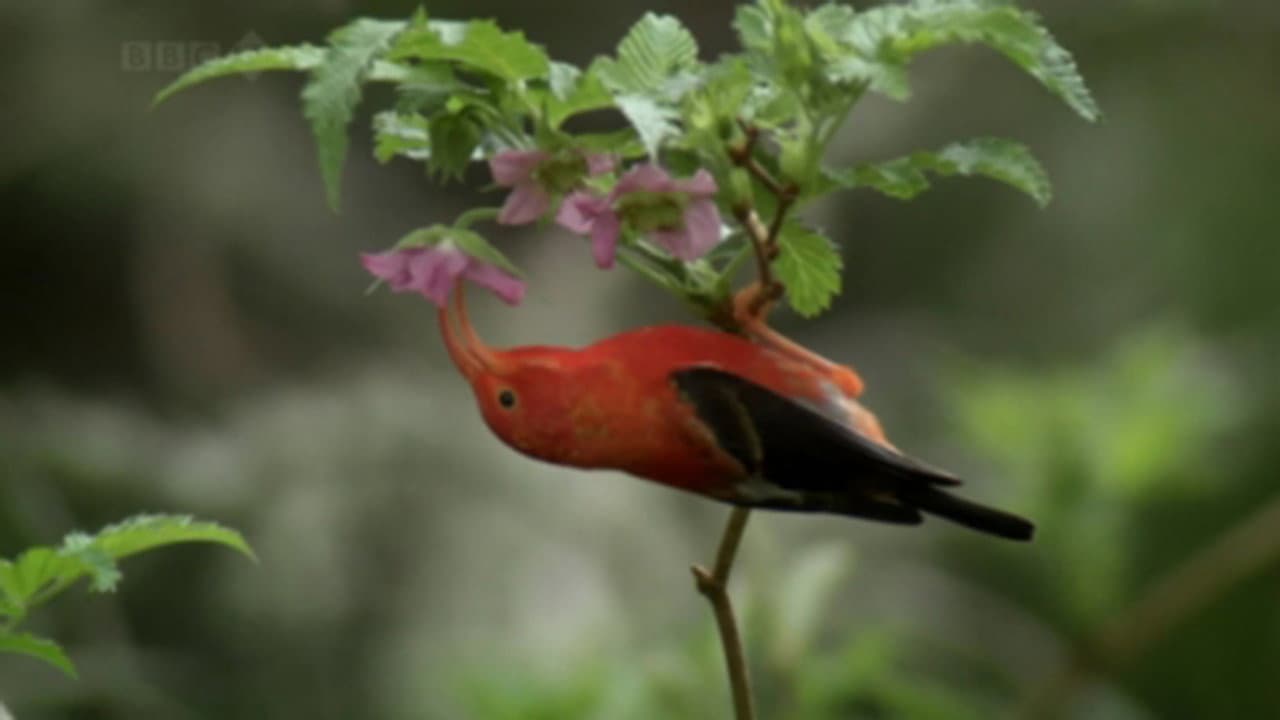 Still from Strange Islands