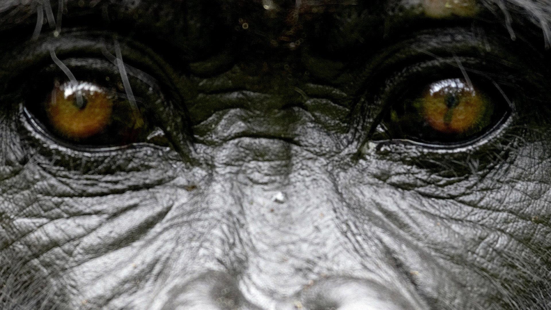 Still from The Gorilla King