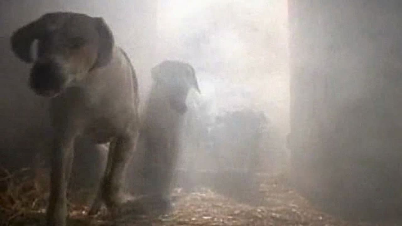 Still from The Tale of the Hungry Hounds