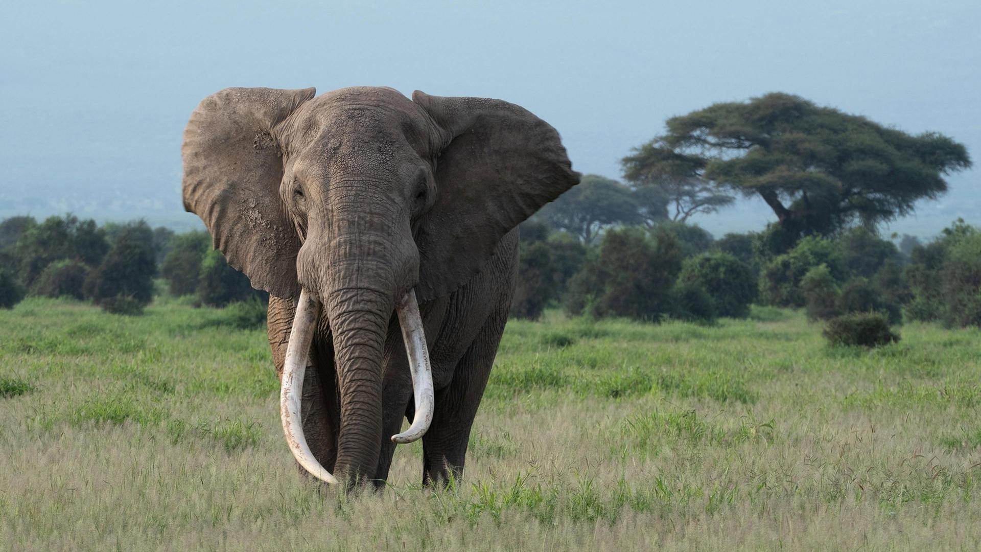 Still from Tusker: Brotherhood of Elephants