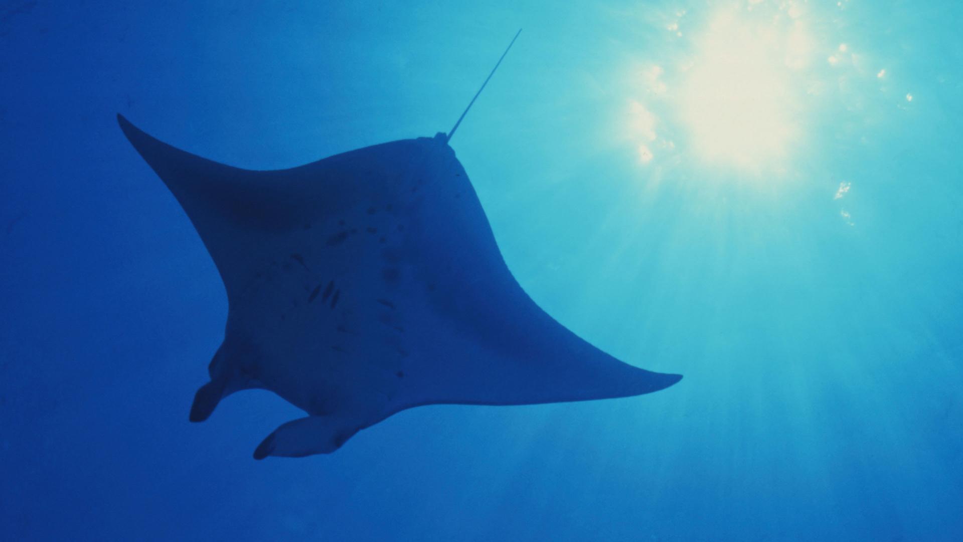Still from Open Ocean