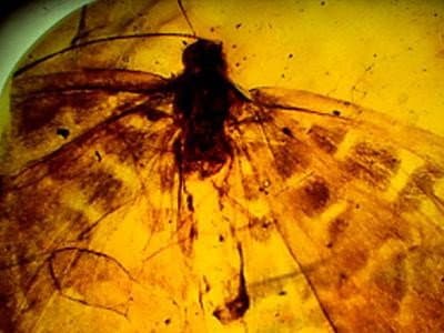 Still from Jewel of the Earth