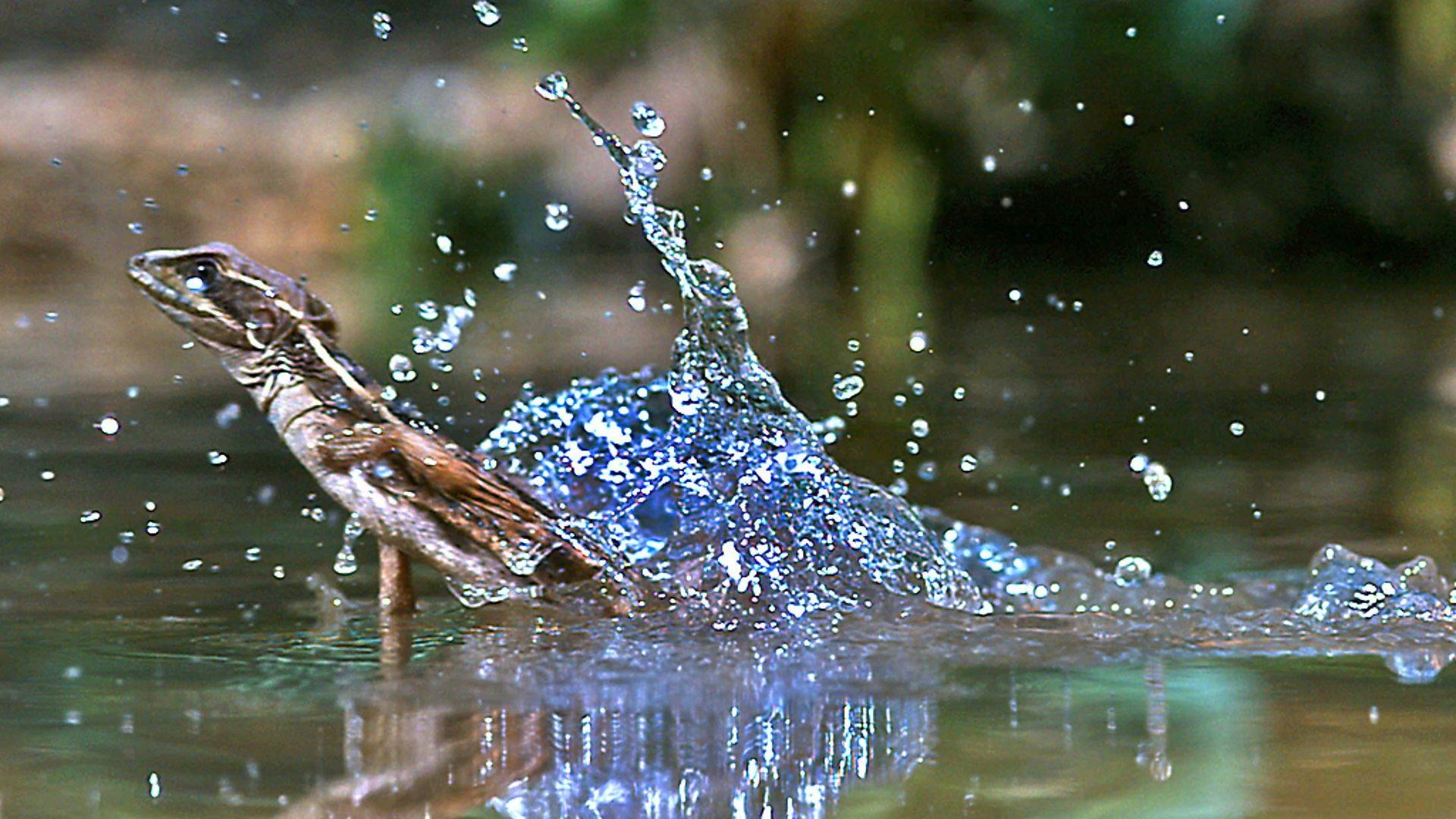 Still from Reptiles and Amphibians
