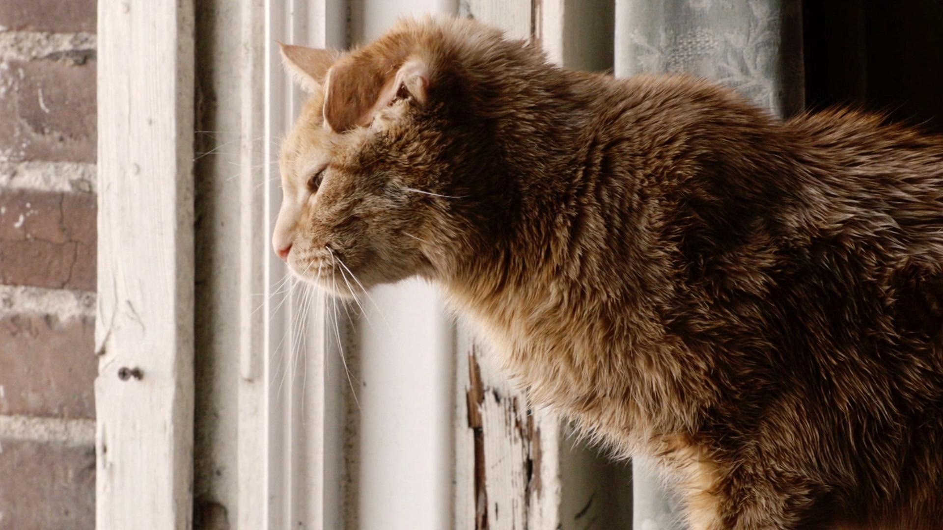 Still from Clooney