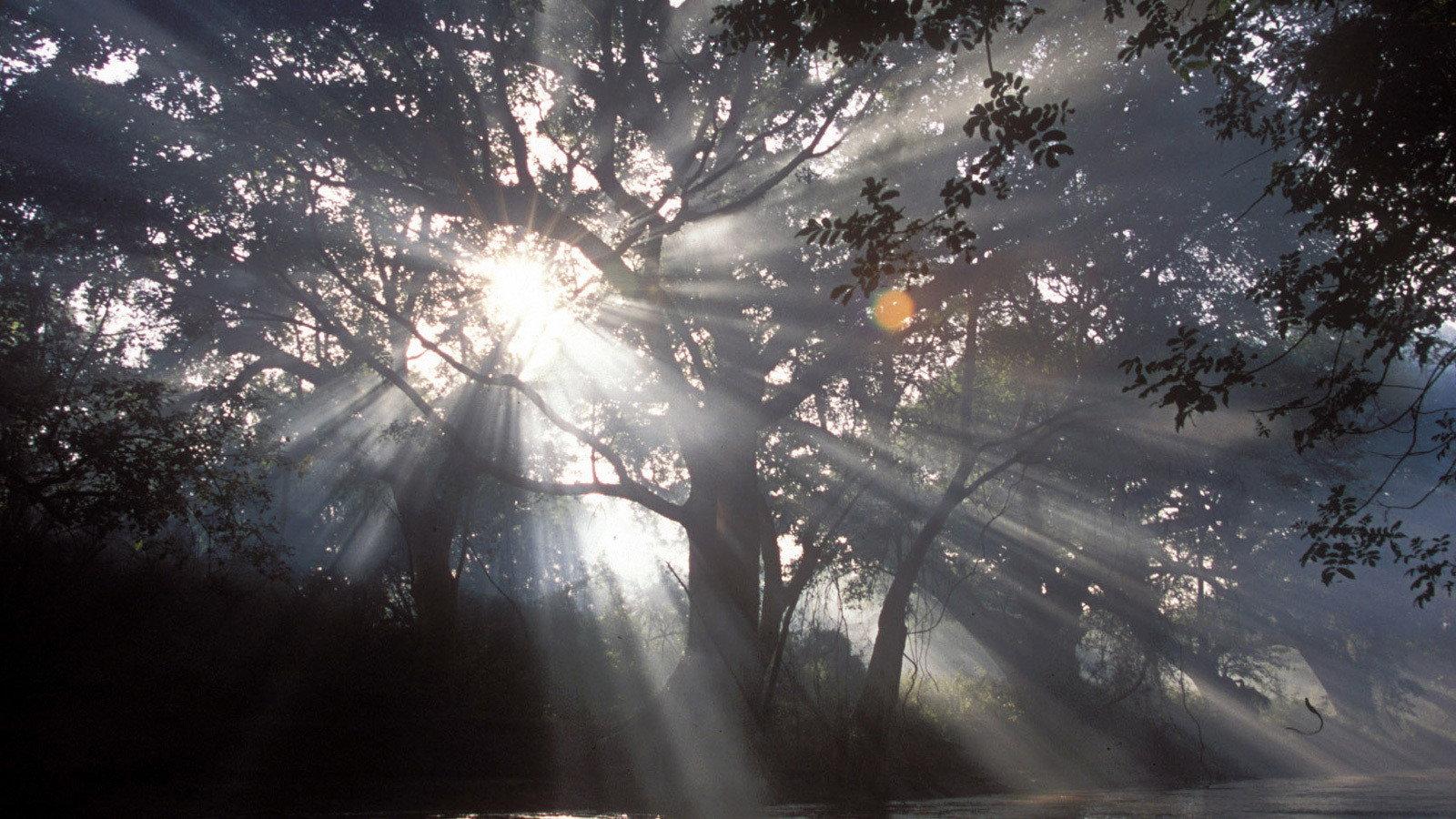 Still from The Queen of Trees