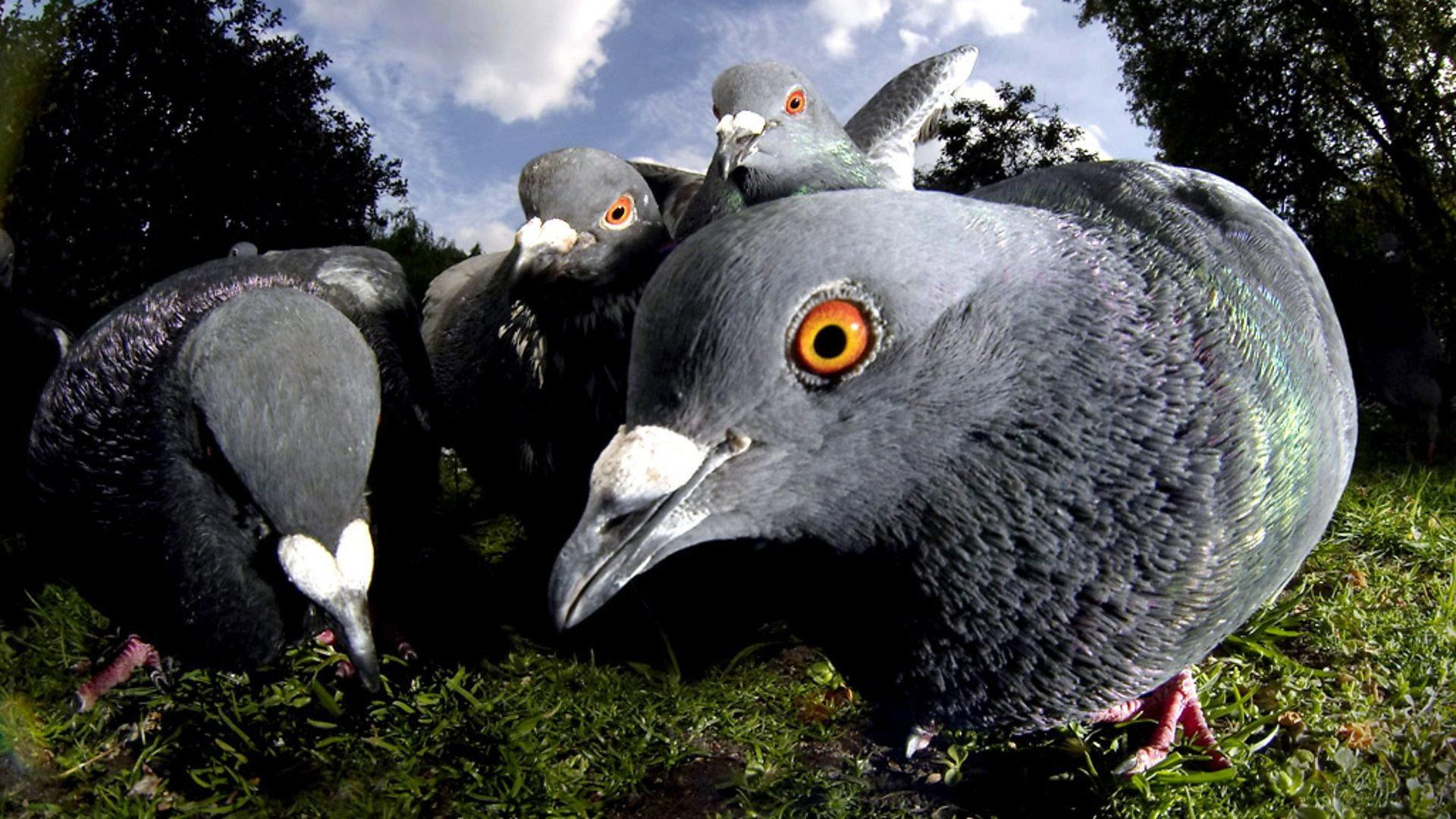 Still from Unnatural History Of London