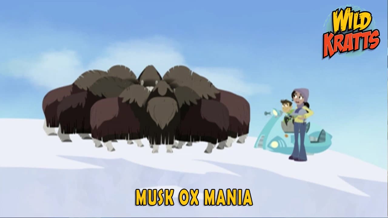 Still from Musk Ox Mania