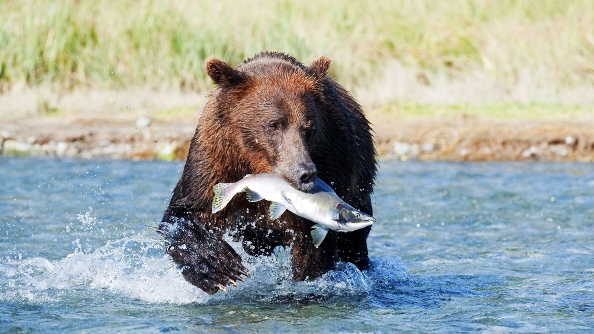 Still from Grizzlies of Alaska