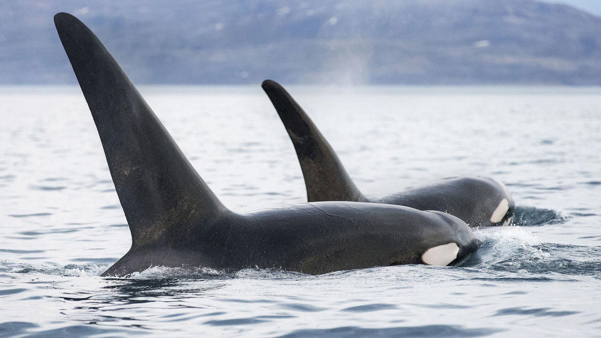 Still from Invasion of the Killer Whales
