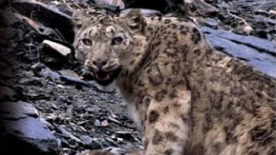 Still from Snow Leopard - Beyond The Myth
