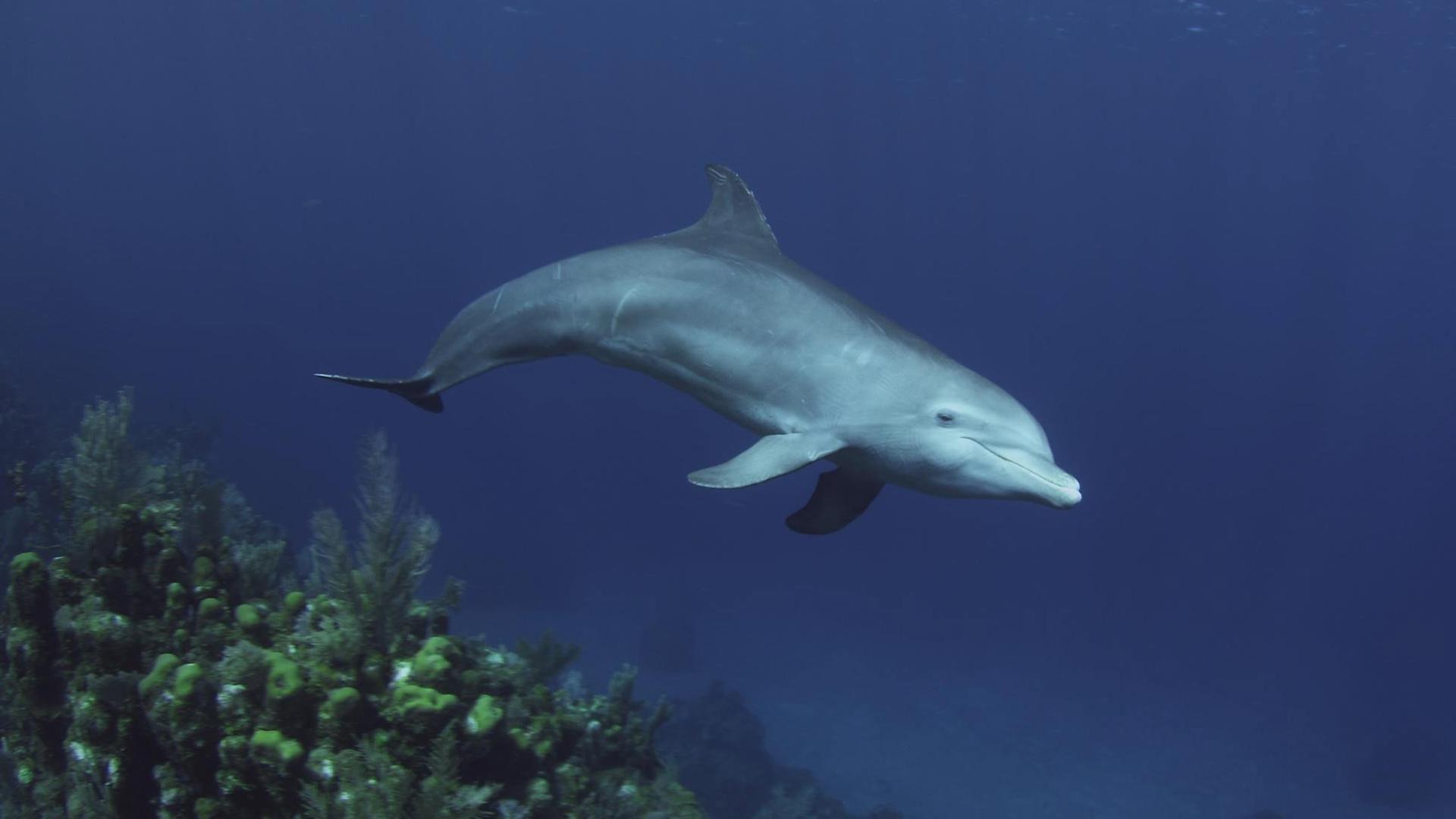 Still from Dolphins: Spy in the Pod (1)