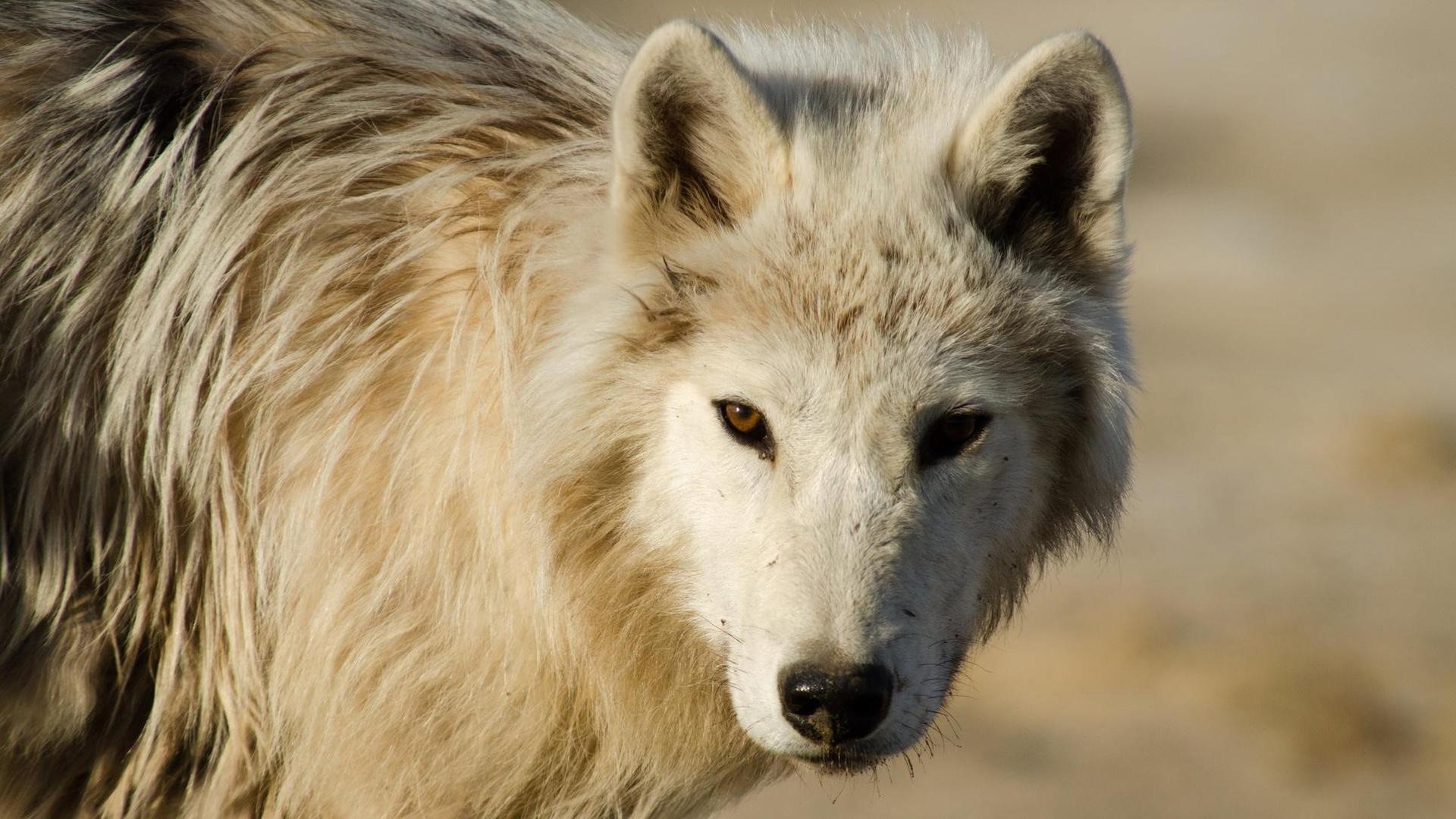 Still from Arctic Wolf Pack