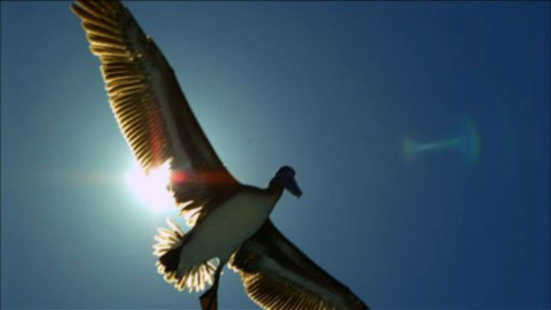 Still from Earthflight: North America