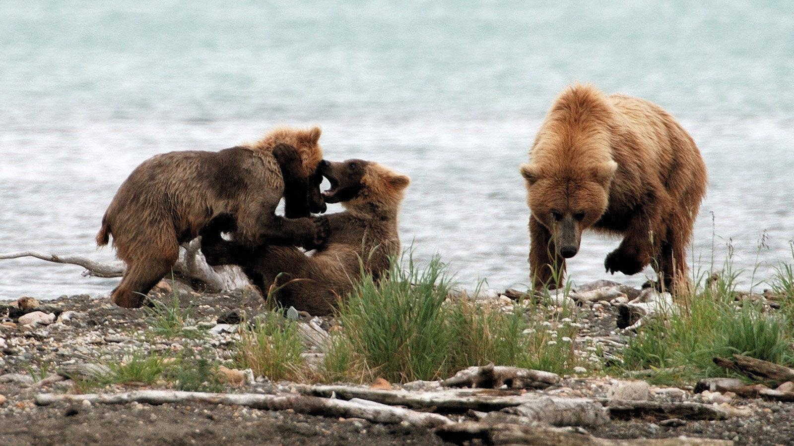 Still from Clash: Encounters of Bears and Wolves