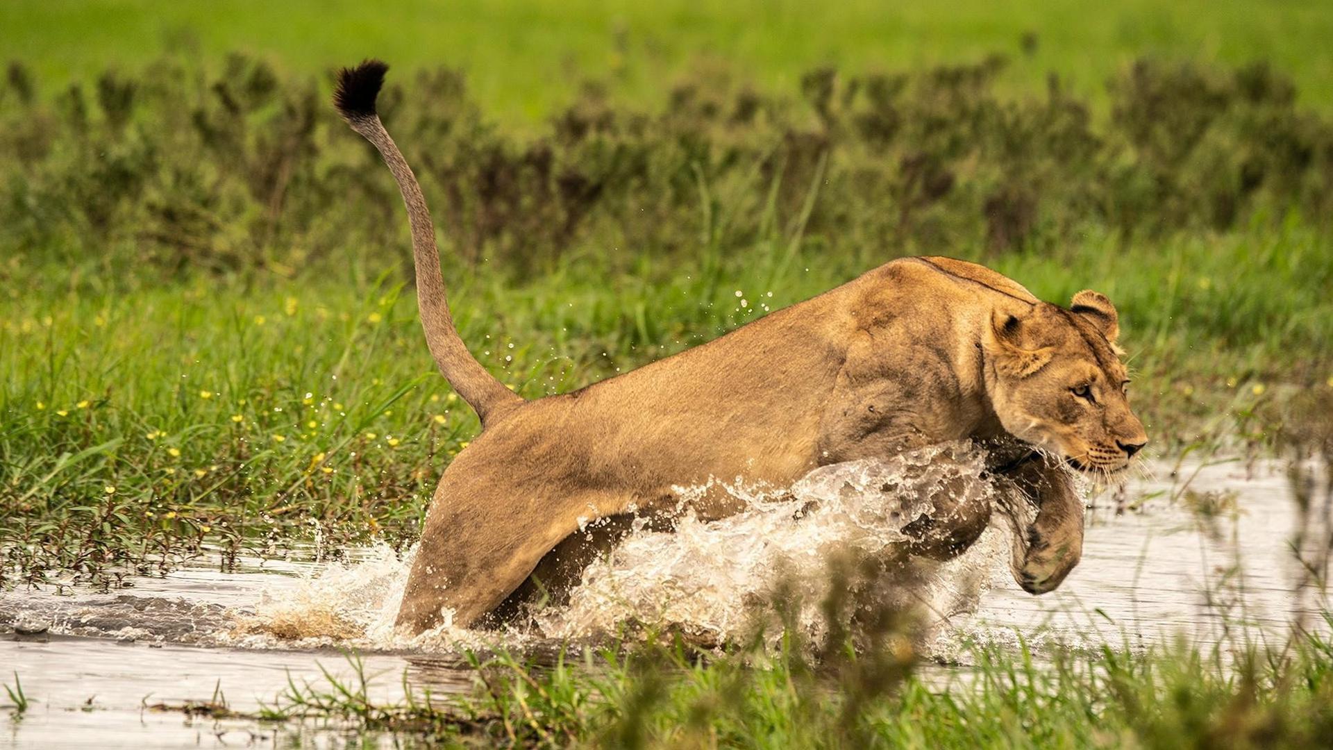 Still from Okavango: River of Dreams: Paradise