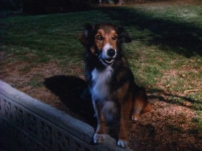 Still from It's a Dog's Life