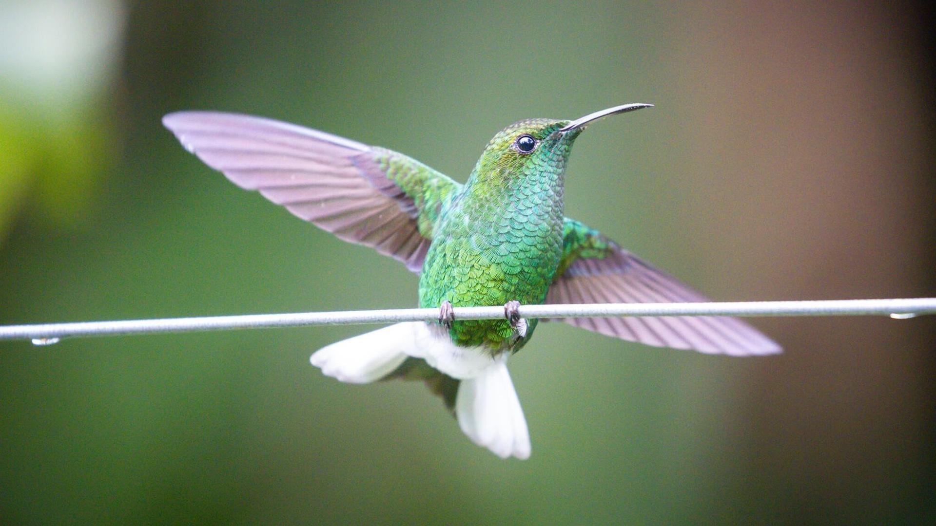 Still from The Hummingbird Effect