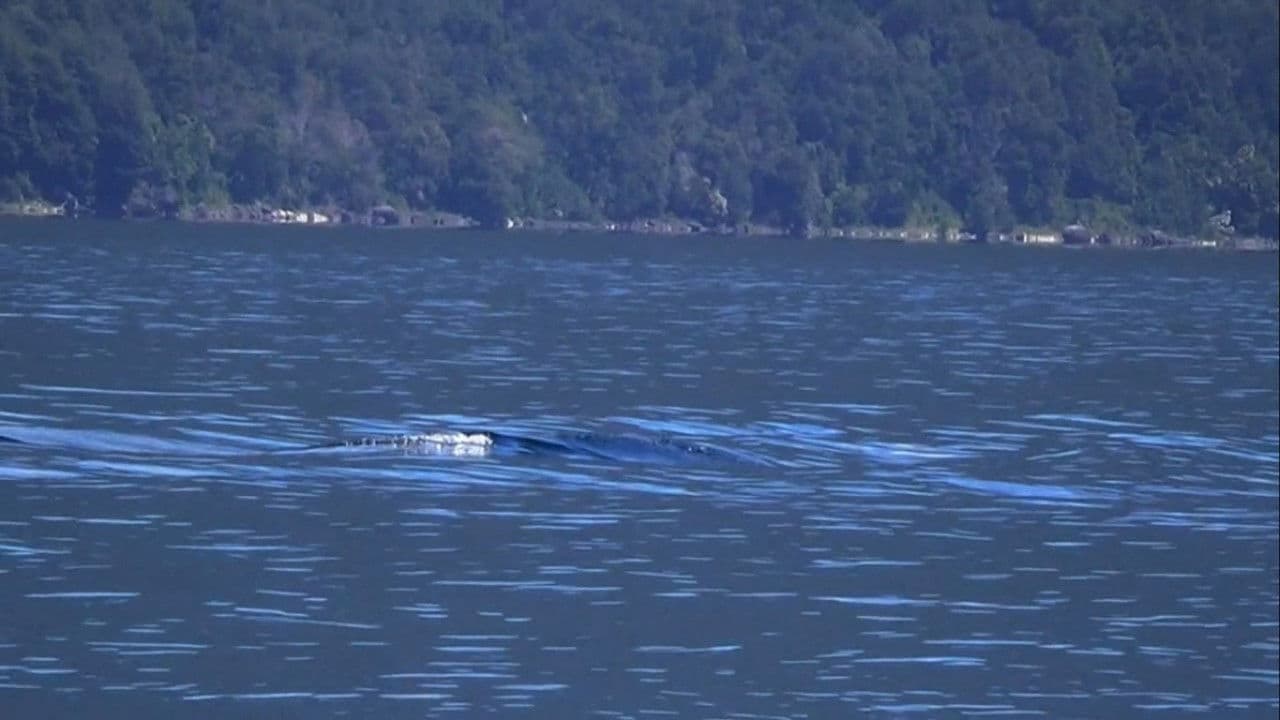 Still from A Colossal Lake Creature in Chile and More