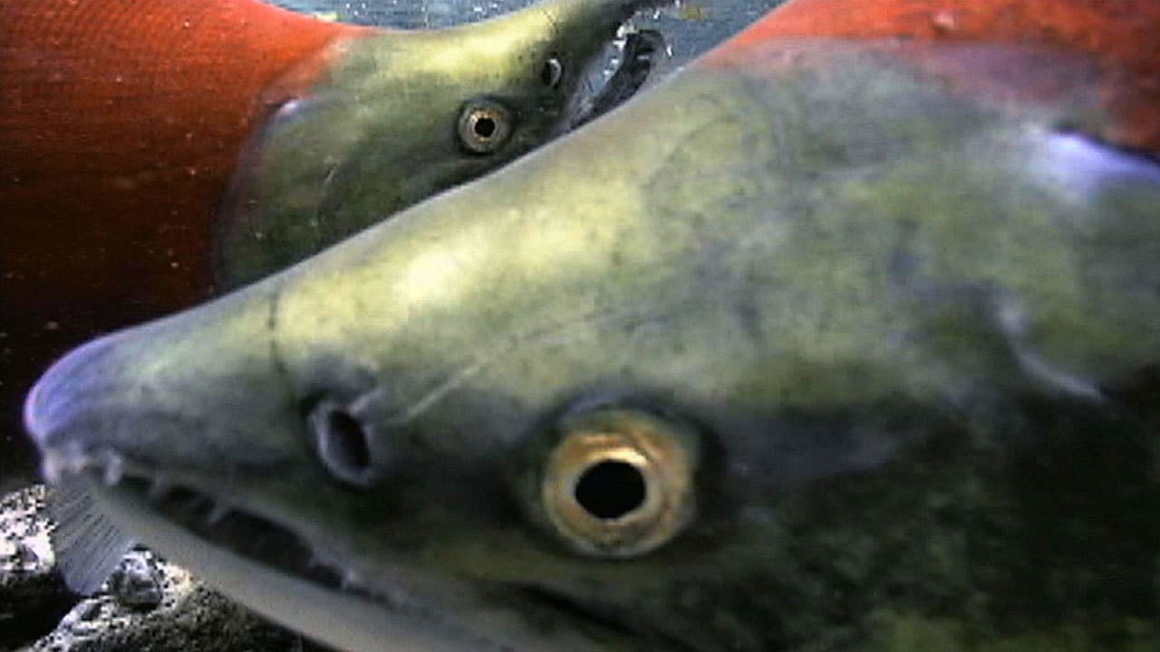Still from Salmon: Running the Gauntlet