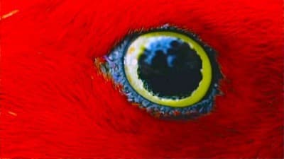 Still from Wild Indonesia: Island Castaways
