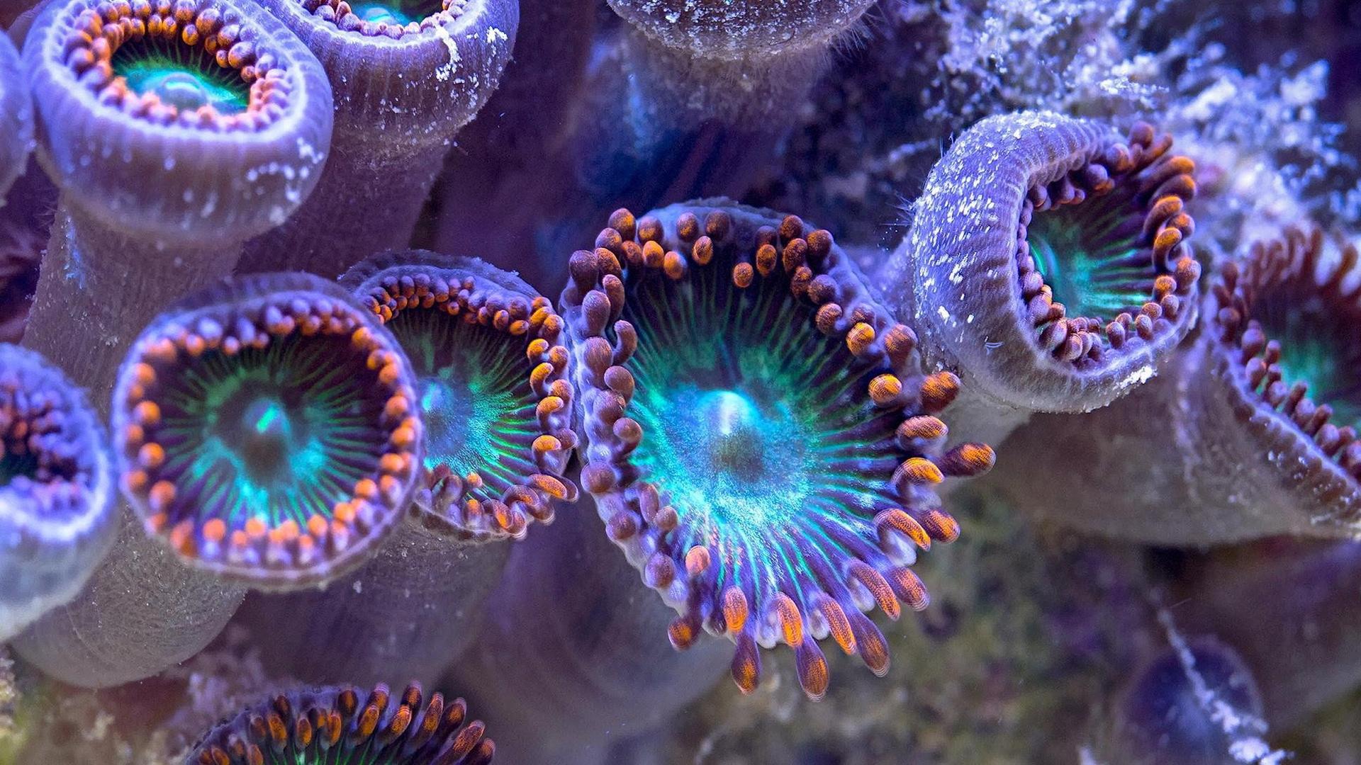 Still from Reef Rescue