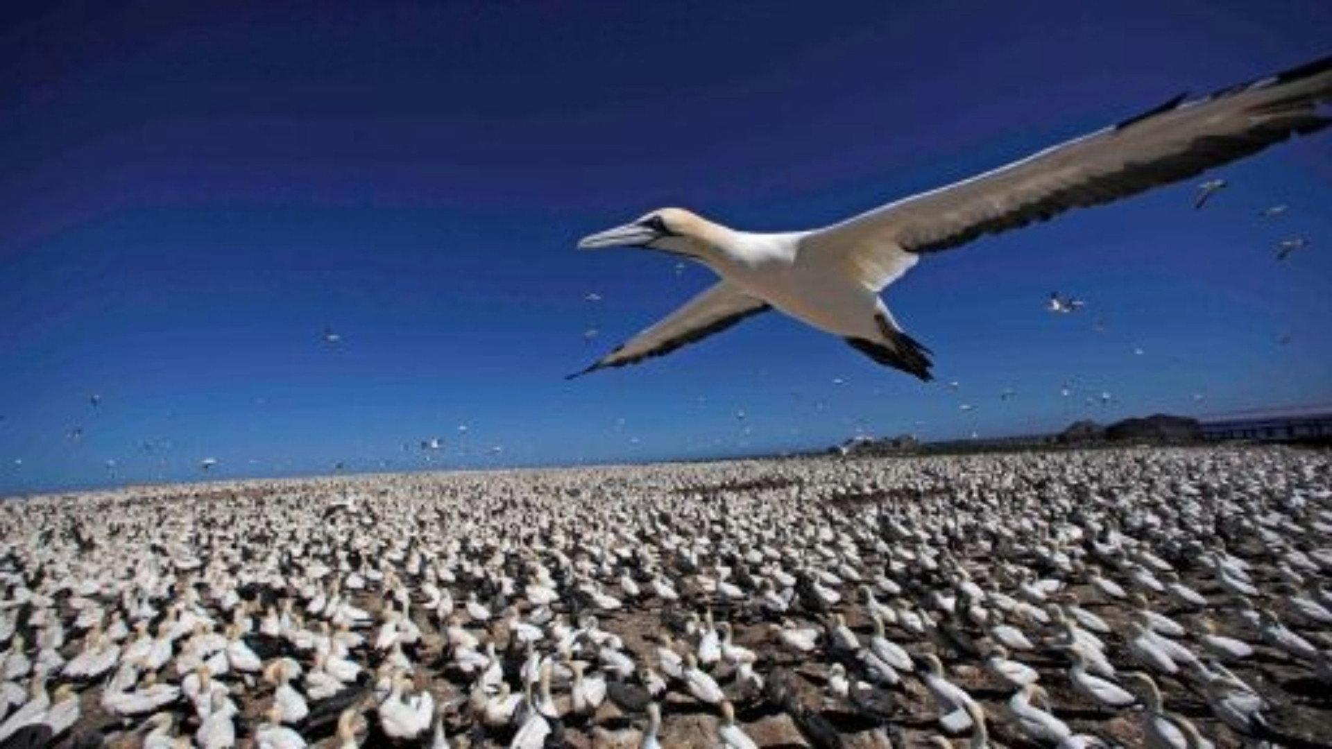 Still from Earthflight: Africa